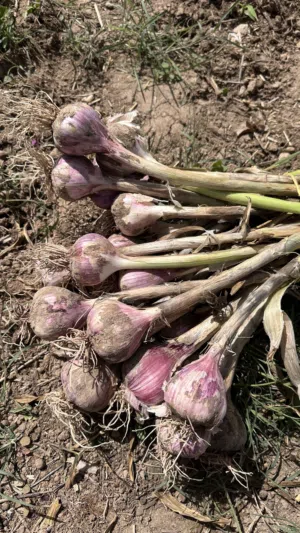 ثوم عماني 2026