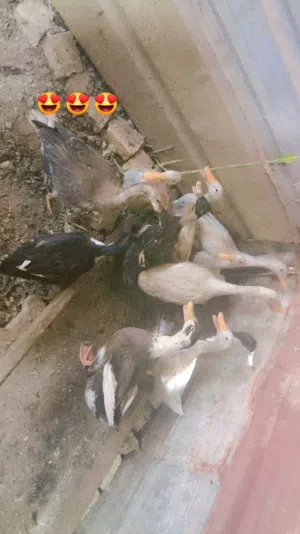 بش عرب مال بيت اصلي وجاي خيرهن على وجه البياض ابيع شلع العنوان شارع القاطع تنوم