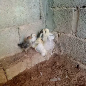 دجاجه عربيه تحتها فروخ هدينا فروخها يوجد فروخ بط انجليزي الله يبارك ماشاء الله يبارك ماشاء الله يبار