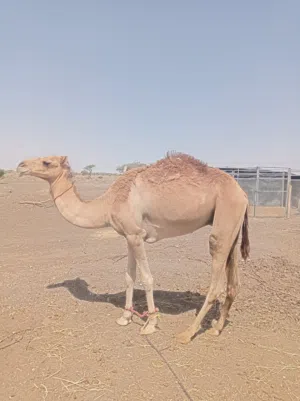 للبيع قعود لجي