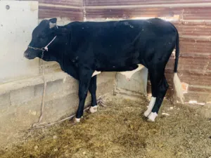 عجل سمين وحلو معلوف براسه سعره 2,200 الف مكاني بصره شط ألعرب الكباسي