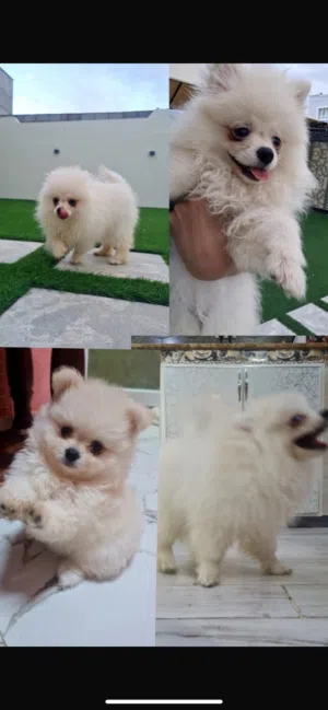 Beautiful Female Pomeranian Puppy Pomeranian Dog for Sale