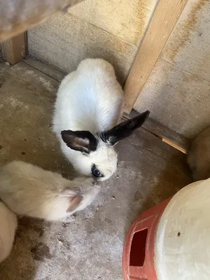 Rabbits0