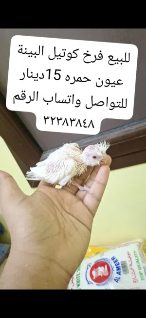 للبيع فروخ كوكتيل صحه ونضافه ينغرون