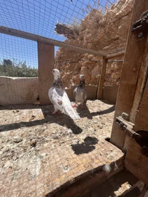 متاح 17 جوز للبع كوم او قطع