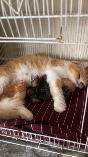 Mix kittens Persian Angora and Scottish fold