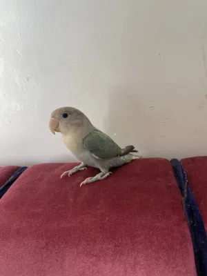 اللبيع طيور روز