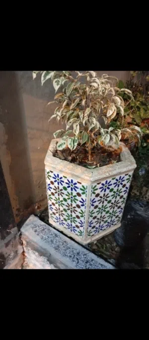 يوسف الصديق12 