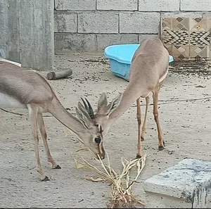 Deer1