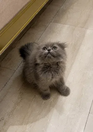 Kitten British long hair