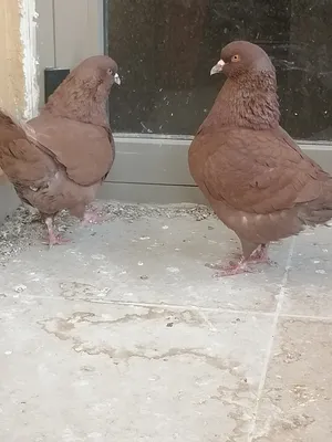 Pigeons0