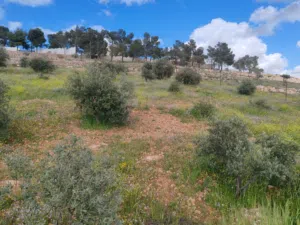 مزرعه للبيع