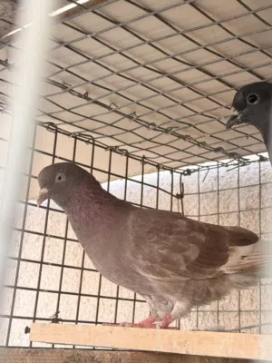 طير لوت مياز