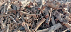 حطب سمر ممتاز
