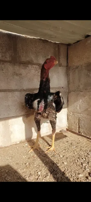 ديوك باكستاني نخب اول