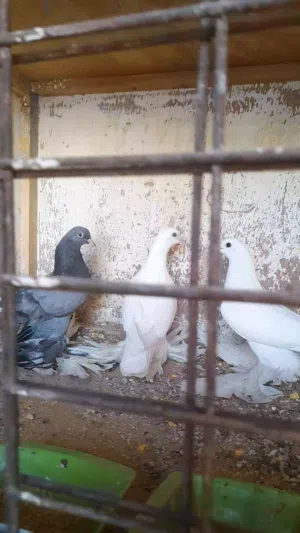 إنتاج حمام شقليب هزاز الله يبارك للبيع