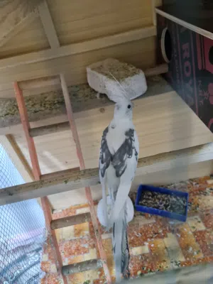 كوكتيل انكليزي طيور كبار مو صغار السلام عليكم متاح زوج كوكتيل وتك واحد يعني 3 طيور مال محميه مال بيت