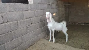 طقم باكستاني مميز