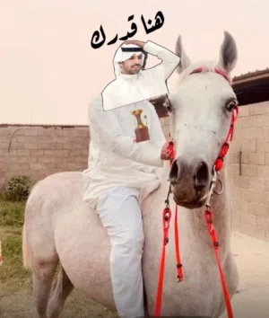خيل مهر.   مدرب ومطيع