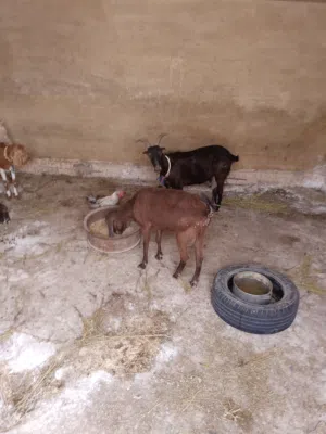 3عنزات نخب اول