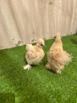 دجاج سلكي silkie chickens