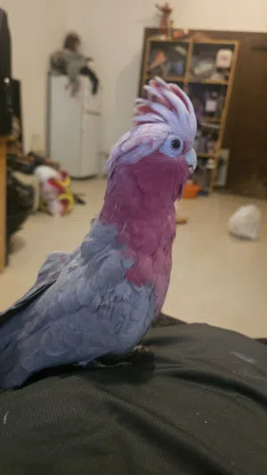 Galah Cockatoo