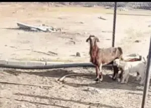شاه للبيع معاها سخال