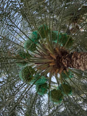 طناء نخيل نوع خلاص