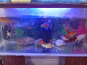 حوض سمك جولد مشكل مع طاولته