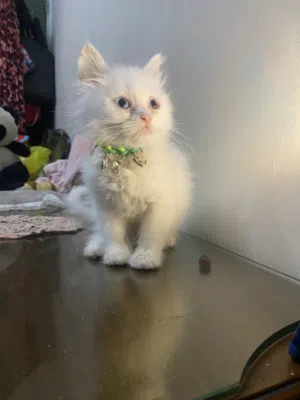 Blue-Eyed Male Kitten for Sale
