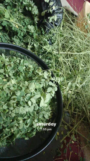 Moringa Powder HomeMade