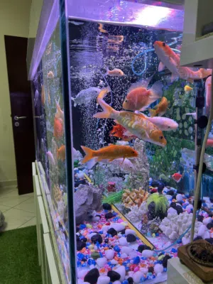 FISH AQUARIUM COMPLETE SETUP