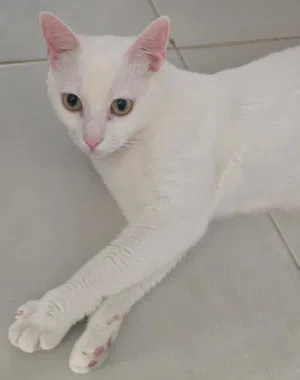 FREE cat (shorthair) looking for a home قطه للتبني بالمجان