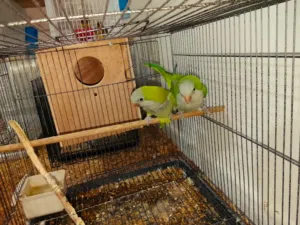 ببغاء الكويكر