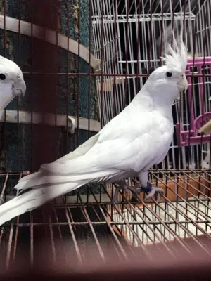 حلويات كل بيت عصافير الابينو وجميع الاسترالي شغالين اللهم بارك ومتاح جميع انواع العصافير باذن الله