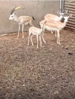 ‏غزلان‏1