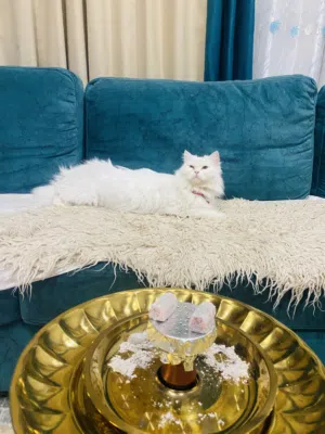 قطة شيرازي انثى منزليه اليفه جدا