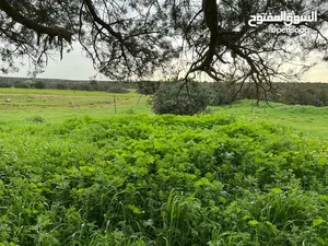 500 متر فالحي الملكي على الرئيسي على شارع بعرض 20  متر