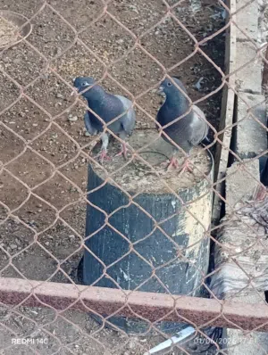 Pigeons for Sale – Pakistani, Birni & Flying Pigeons AvailableHealthy pigeons available for sal