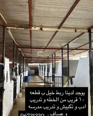 ‏خدمات العناية بالحيوانات‏1
