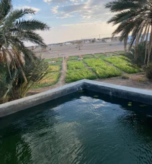للبيع مزراعة مباشر من المالك