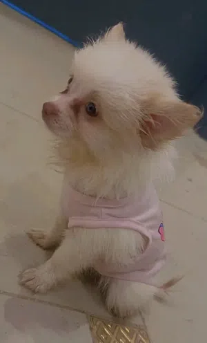 كلبه جرو للبيع