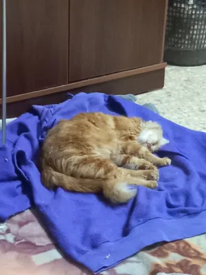 قطه اليفه مع أطفالها الاربعه