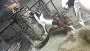 goat for sale