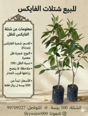 للبيع شتلات متنوعه واختار اللي يناسبك تابع الوصف.