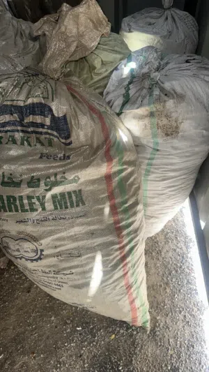 للبيع فحم سمر جديد تمت تفصيلا فحم سمر 100/100