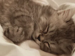 Shirazi cat 1 Month And Half