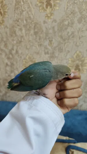 طير روز اليف هدد خارجي القراء الوصف