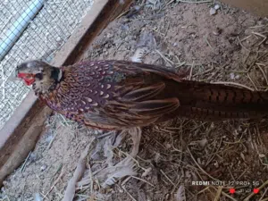 السلام عليكم متوفر فرريج حجل الفزون ربي يبارك