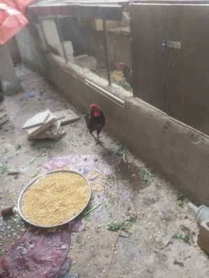 دجاج بلدي ديوك بلدي